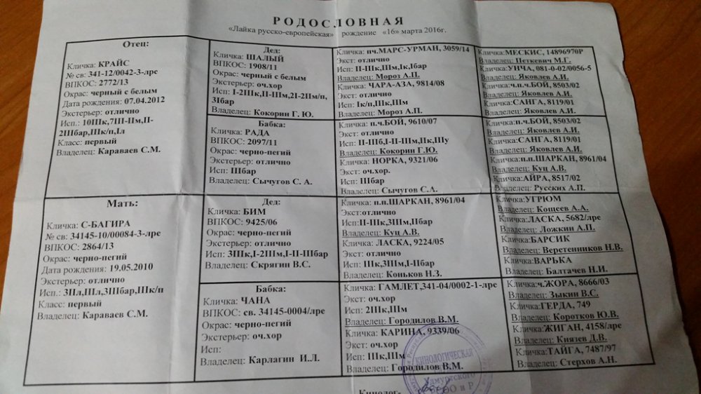 родословная ШТОРМа - В.Неяскин Тальменка.jpg