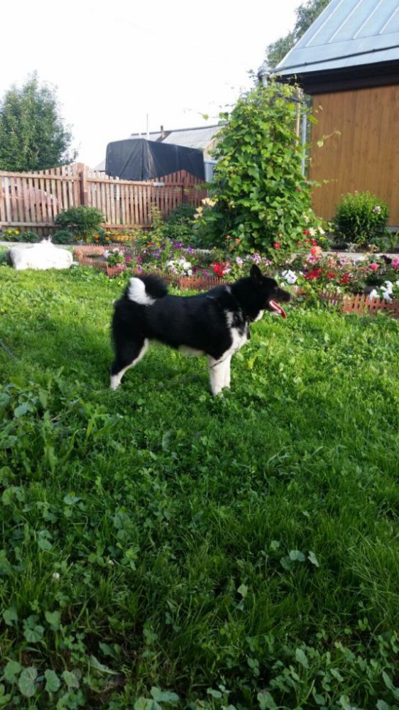 фото ТАЯ - В.Неяскин Тальменка.jpg