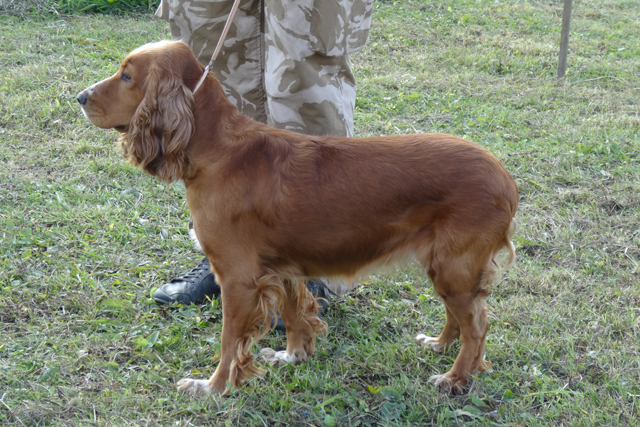 сальма 5330.JPG