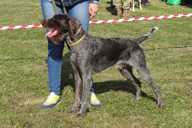 ден сибирцев5341.JPG