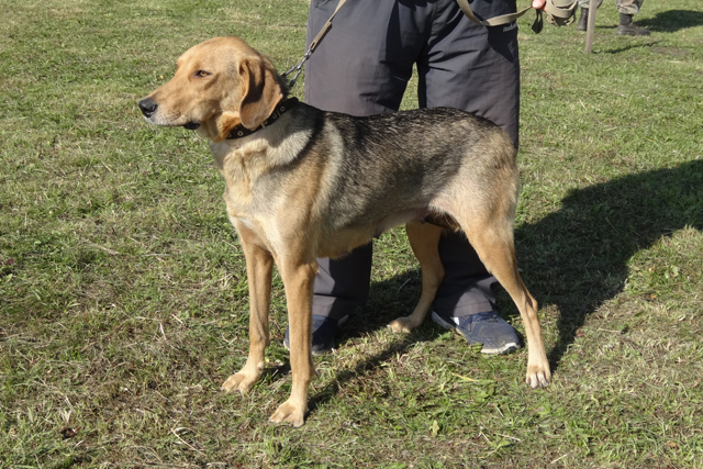 пуля ковалев5366.JPG