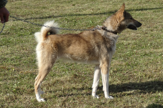 чара шадрин DSC05345.JPG