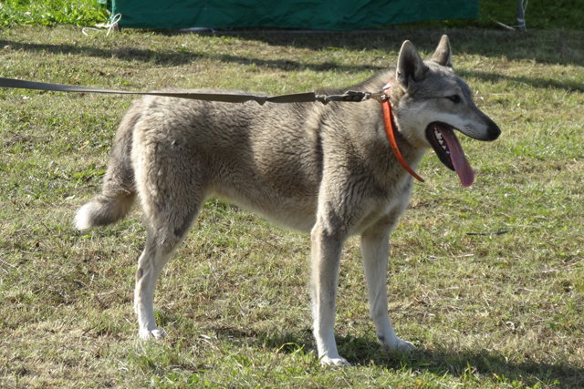 мая Звонков DSC05352.JPG