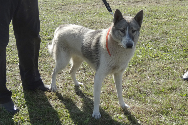 Муха Звонков05371.JPG