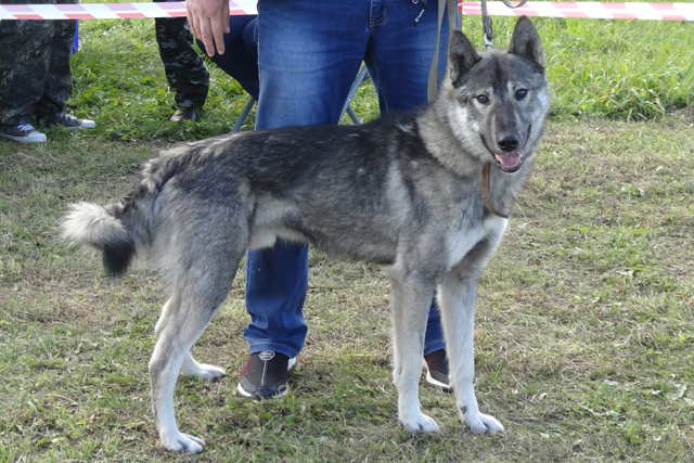 тор звонков5385.JPG