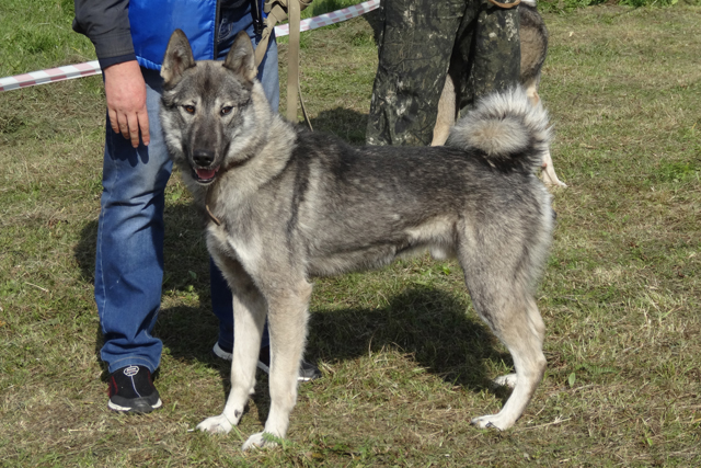 тор звонков5392.JPG