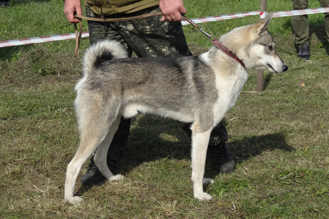 надым шарандин5391.JPG