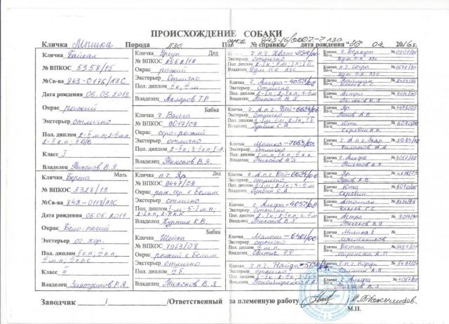 родословная мышка.jpg