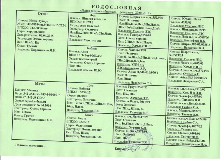 родословная ласка.jpg