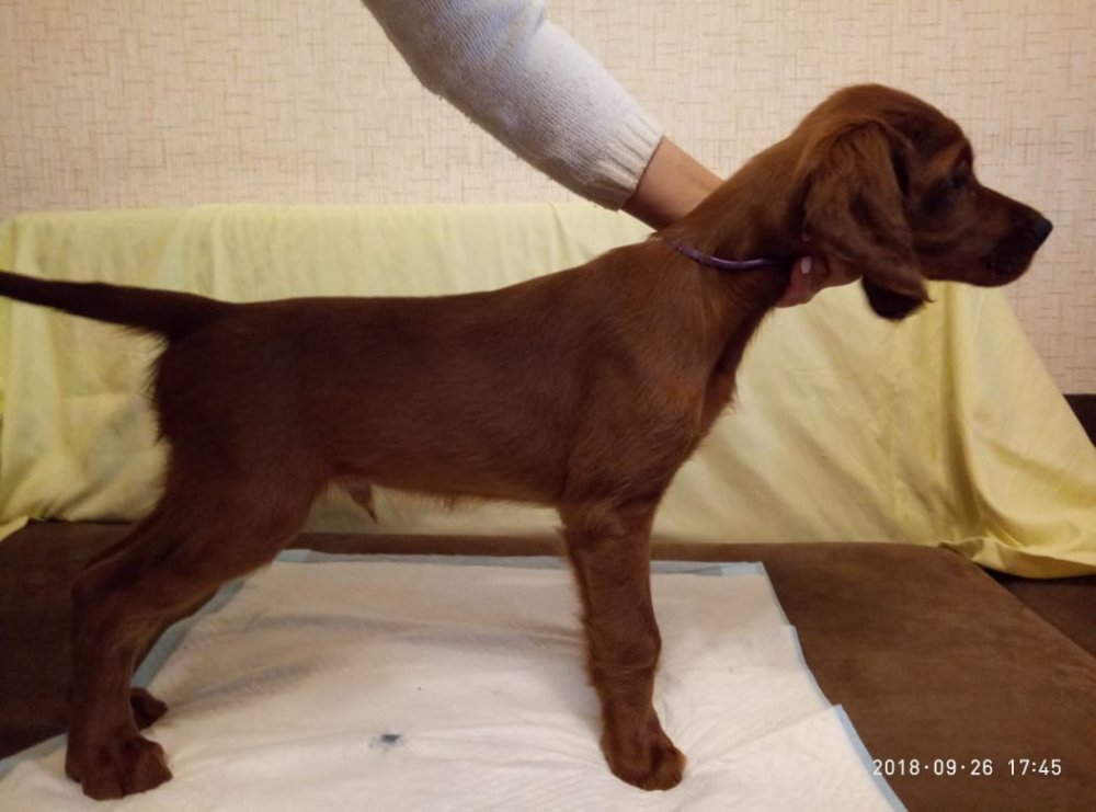 WhatsApp Image 2018-09-26 at 17.44.16.jpeg