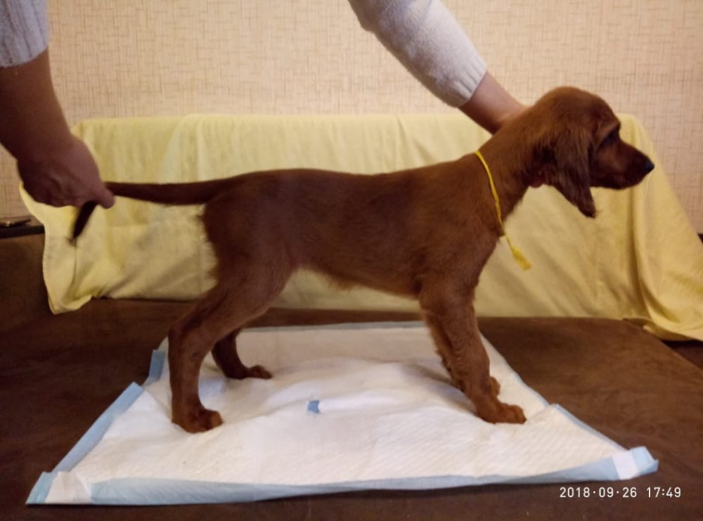 WhatsApp Image 2018-09-26 at 17.48.10.jpeg