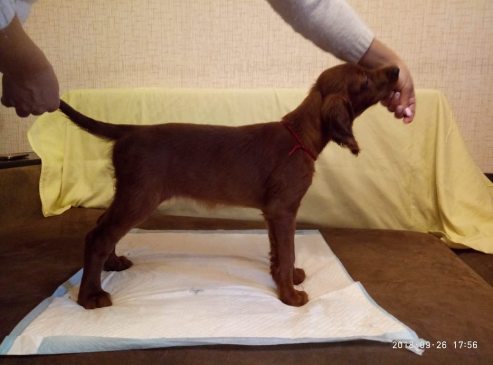 WhatsApp Image 2018-09-26 at 21.23.35.jpeg