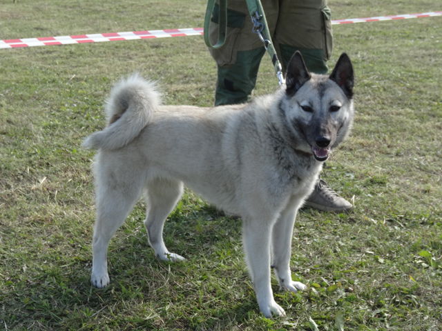 вьюга изместьев394.JPG