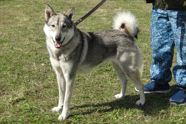 согра аношин05415.JPG