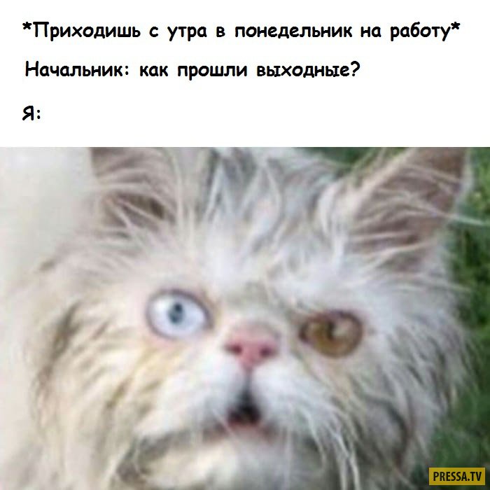 понед.jpg