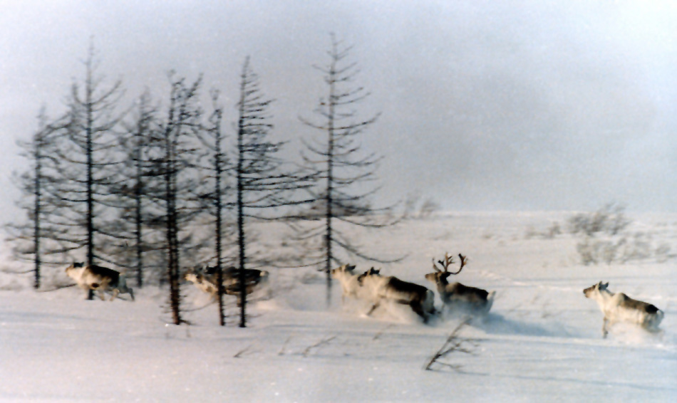 Олени.jpg