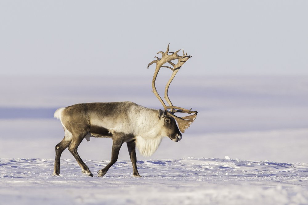 sneg_roga_tundra_severnyy_oleny.jpg