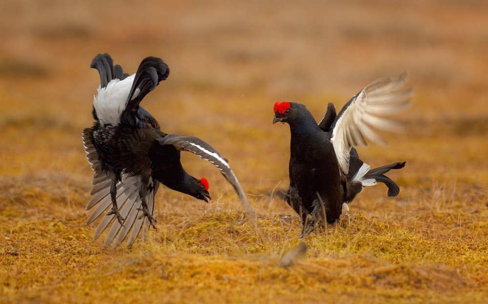 black_grouse_1shilohvost-_3.jpg