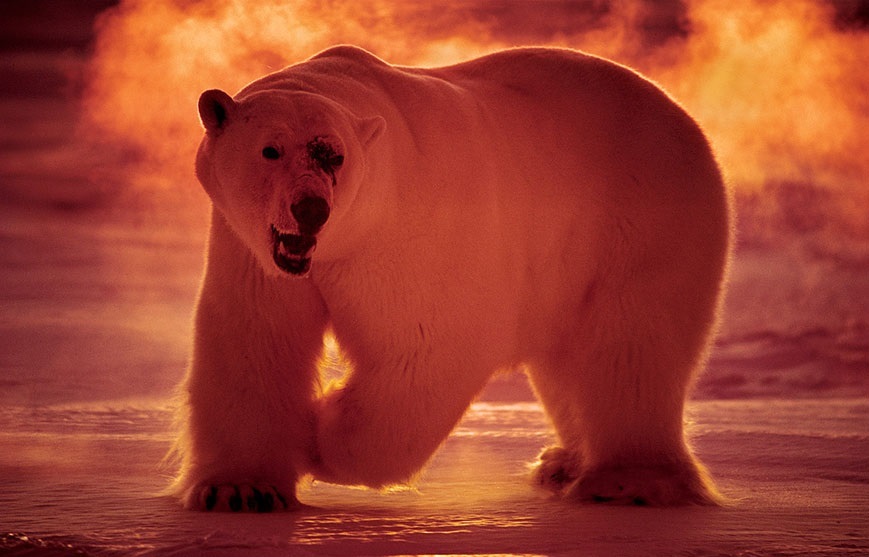 1424437455_paulnicklen-pics-18.jpg
