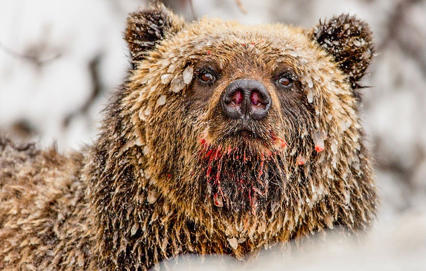 1424437480_paulnicklen-pics-17.jpg