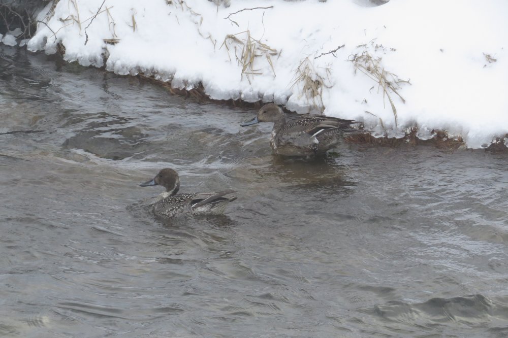 1 ЯНВАРЯ 19г. 102.jpg