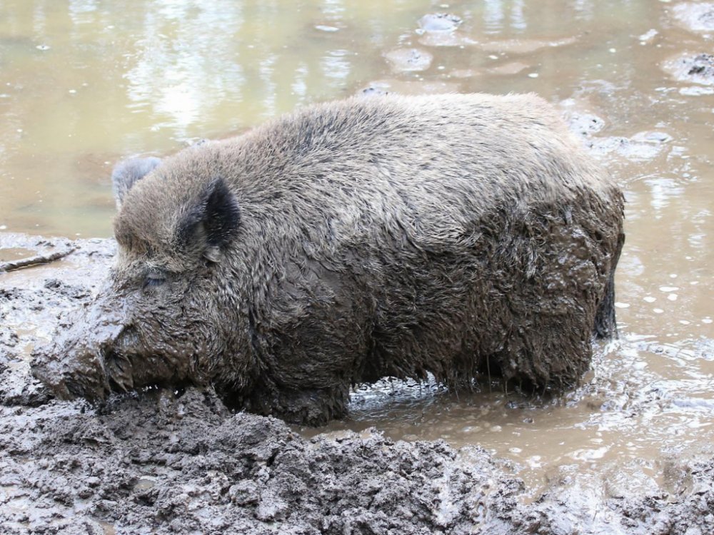 kaban_gryazy_priroda.jpg