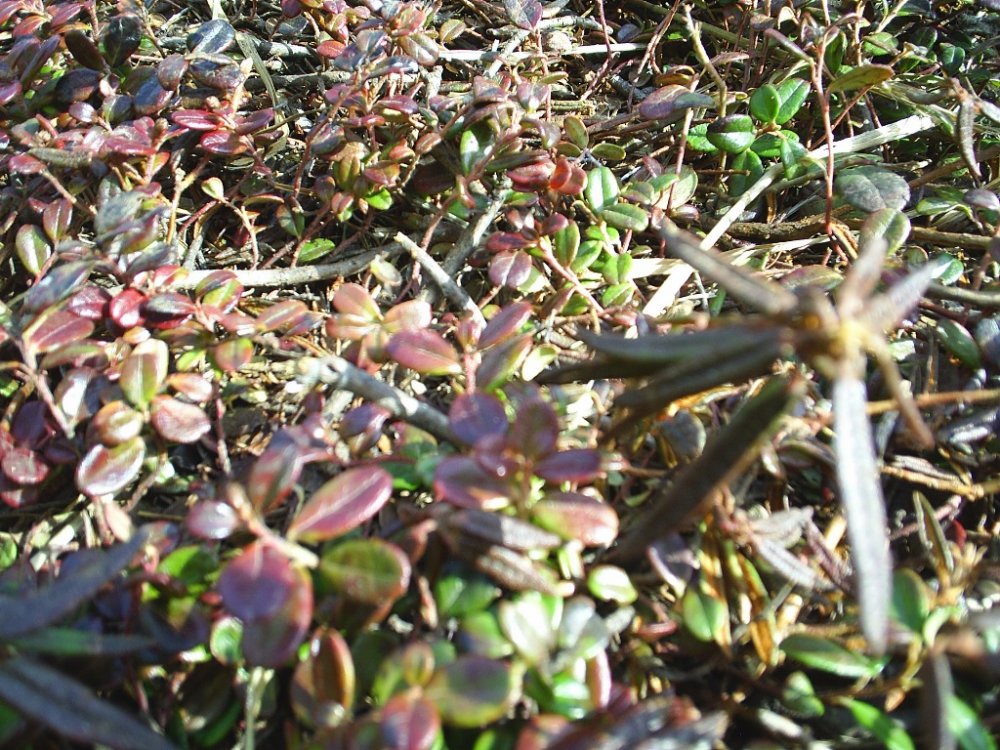 PIC_0051.JPG