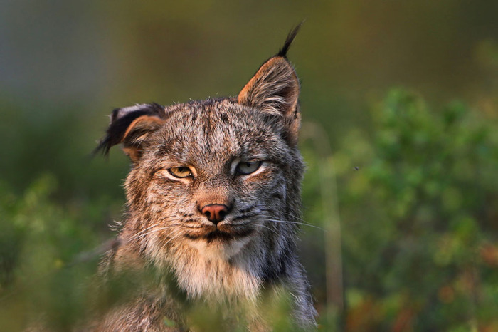 80109072_Ruys_Lynx_Canadensis.jpg