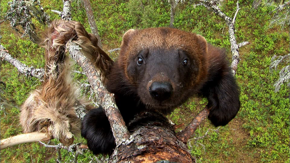 wolverines_hyenas_of_the_north.jpg