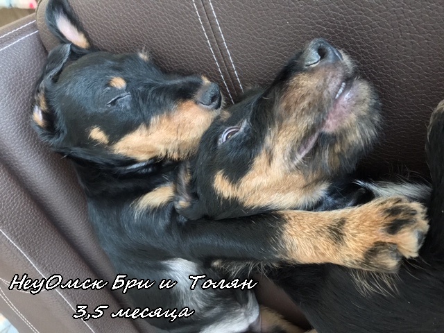 Бри и Толян 3,5 мес 1.jpg