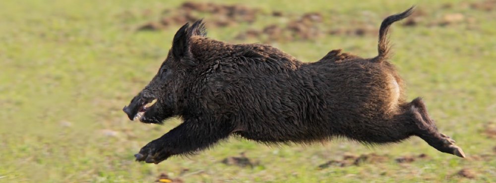 wild-boar-hd-wallpaper.jpg