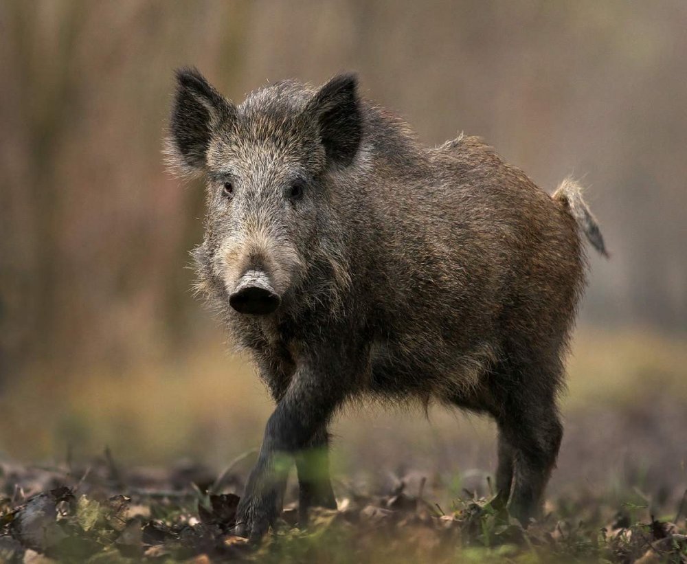 sus-scrofa-e1413736415314.jpg