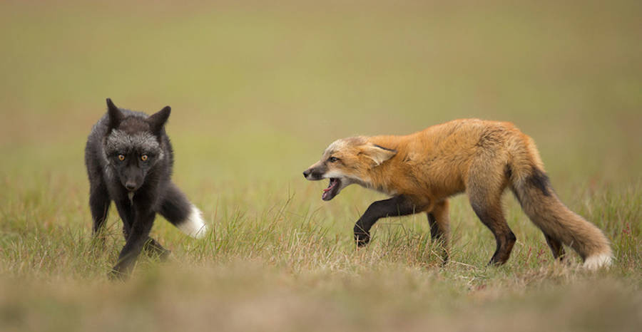 natgeo2016-15-900x466.jpg