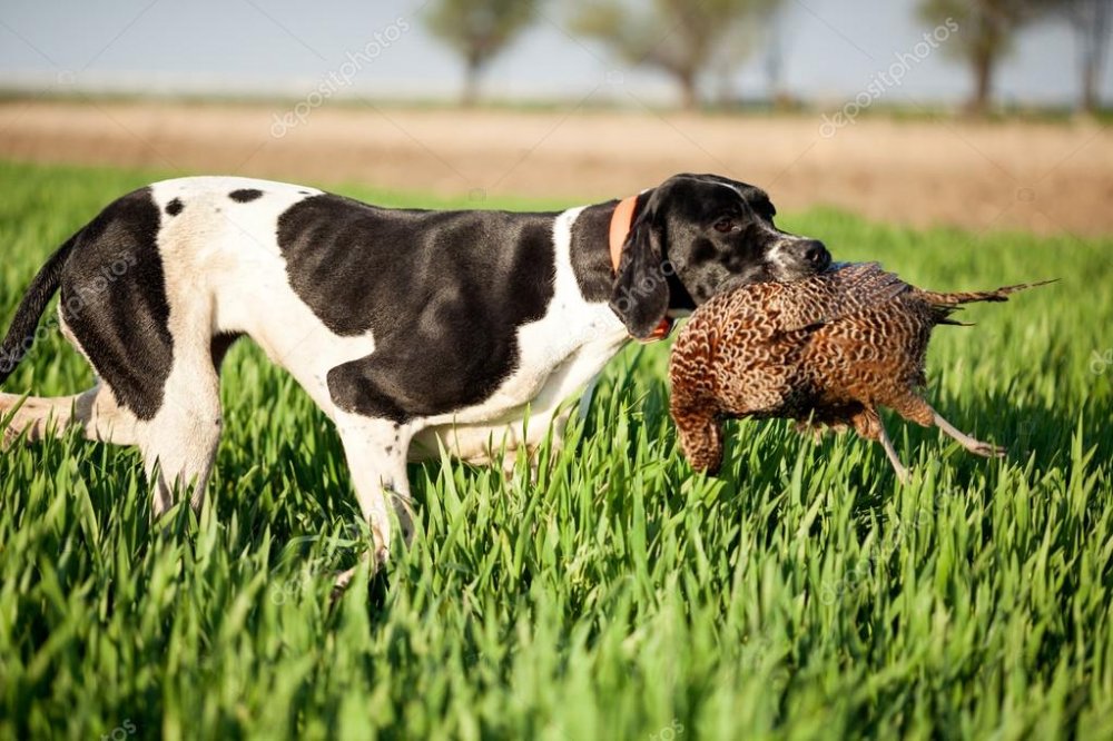 depositphotos_72368463-stock-photo-english-pointer-dog-with-pray.jpg