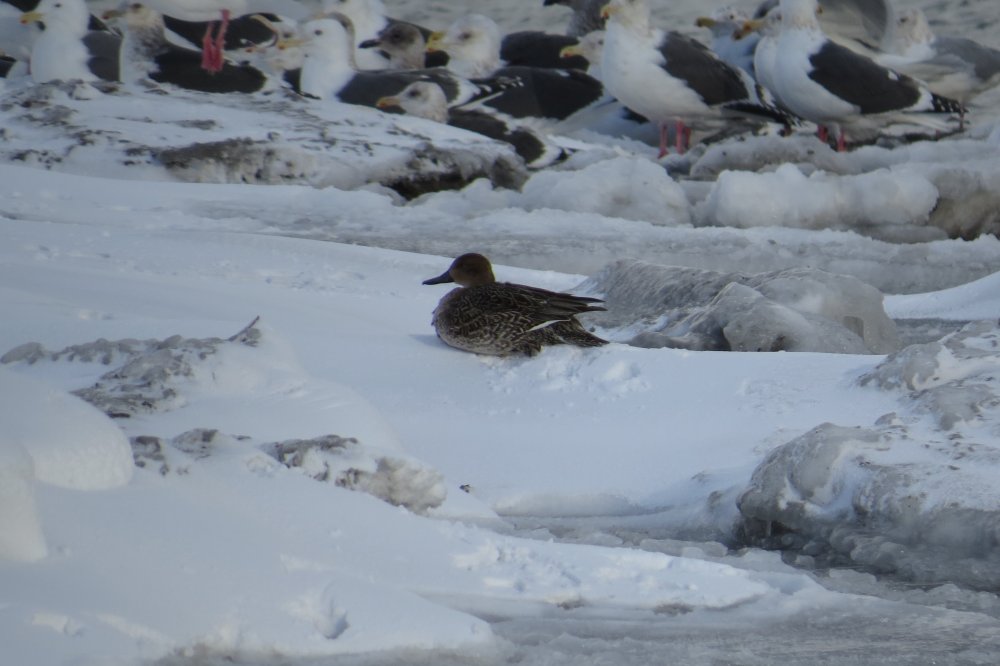 11 Февраля 19г. 031.jpg