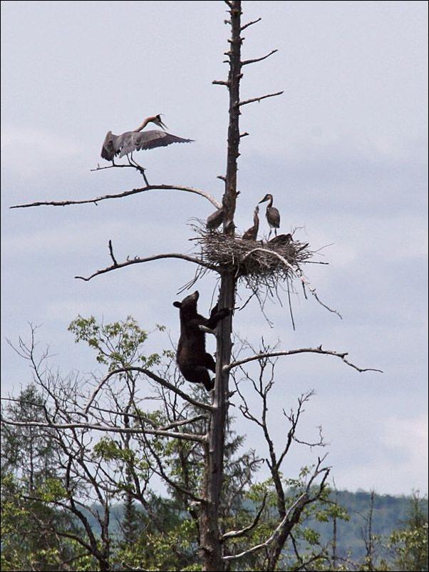 bears-bears-01.jpg