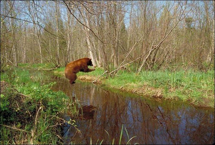 bears-bears-109.jpg