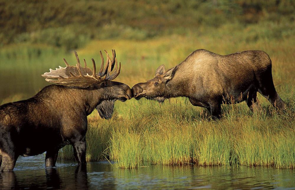 Fun_animal_21.jpg