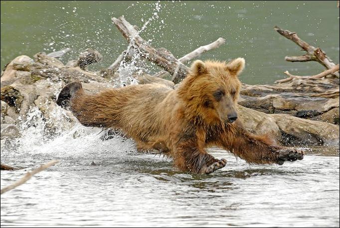 bears-bears-52.jpg