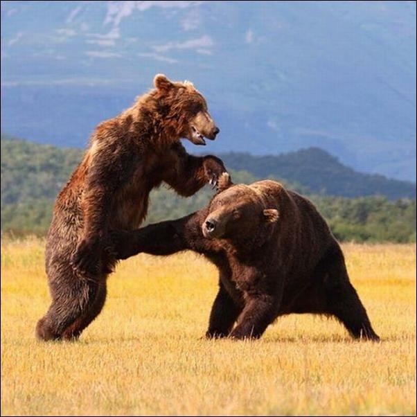 bears-bears-119.jpg