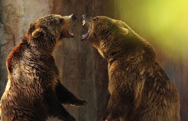 Bears_17.jpg