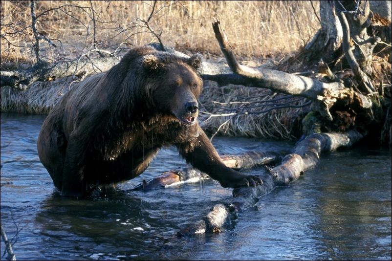 bears-bears-63.jpg