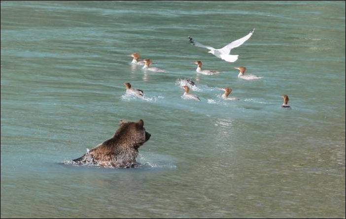 bears-bears-61.jpg