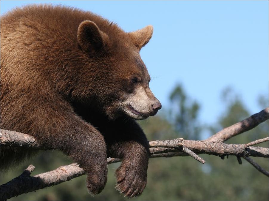 bears-bears-48.jpg