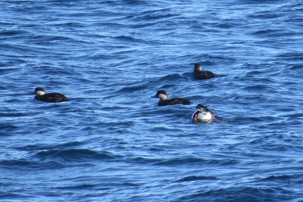 21 Февраля 19г. 014.jpg