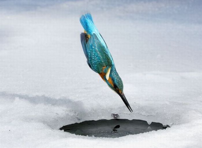 bird_01.jpg