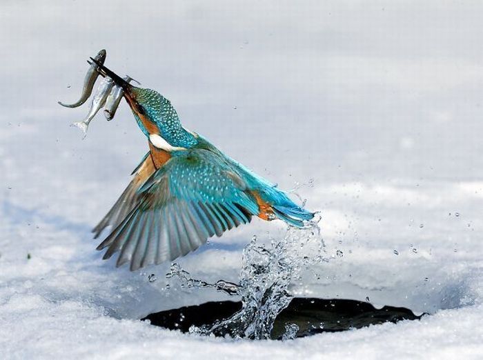 1364196611_bird_03.jpg