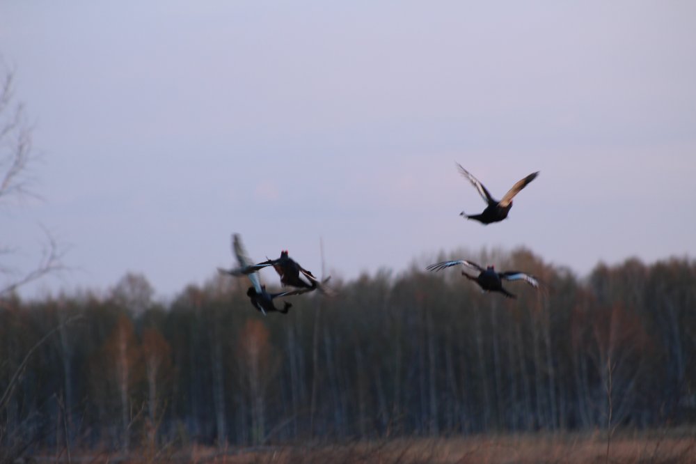 IMG_3474.JPG