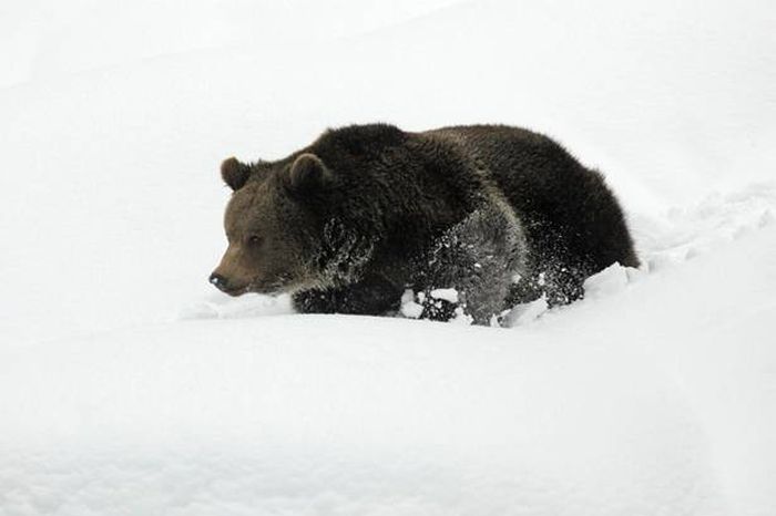 bear_05.jpg