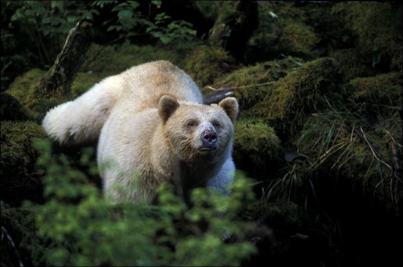bears-bears-64.jpg